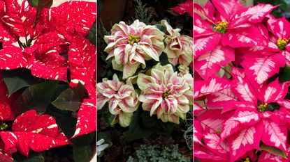 Three of the best poinsettias for Christmas