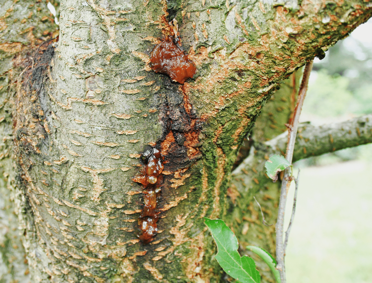 Plum Tree Bleeding Sap