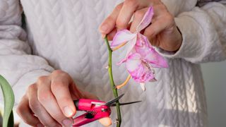 picture of woman cutting off damaged orchid