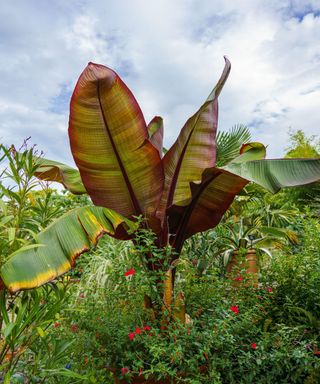 a Musa Red Abyssinian Banana Palm tree in a garden