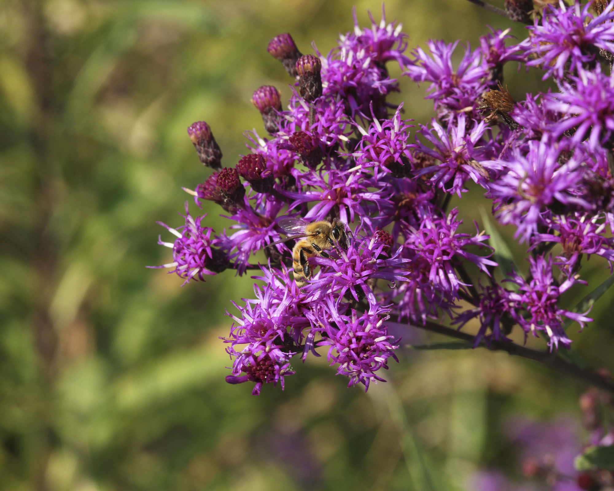 Ironweed