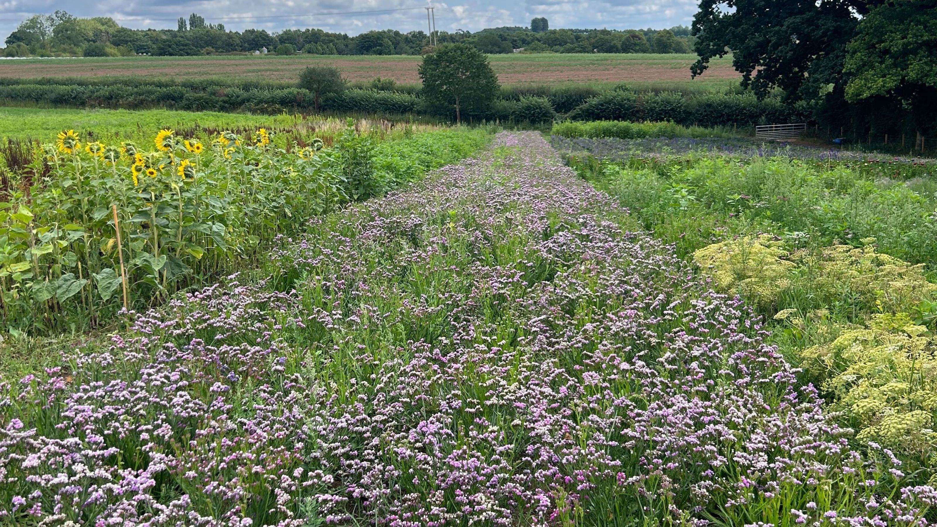 Flowering statice growing on Pool Hullock farm, Bloom & Wild's organic flower farm