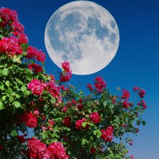 full moon and red roses in the garden