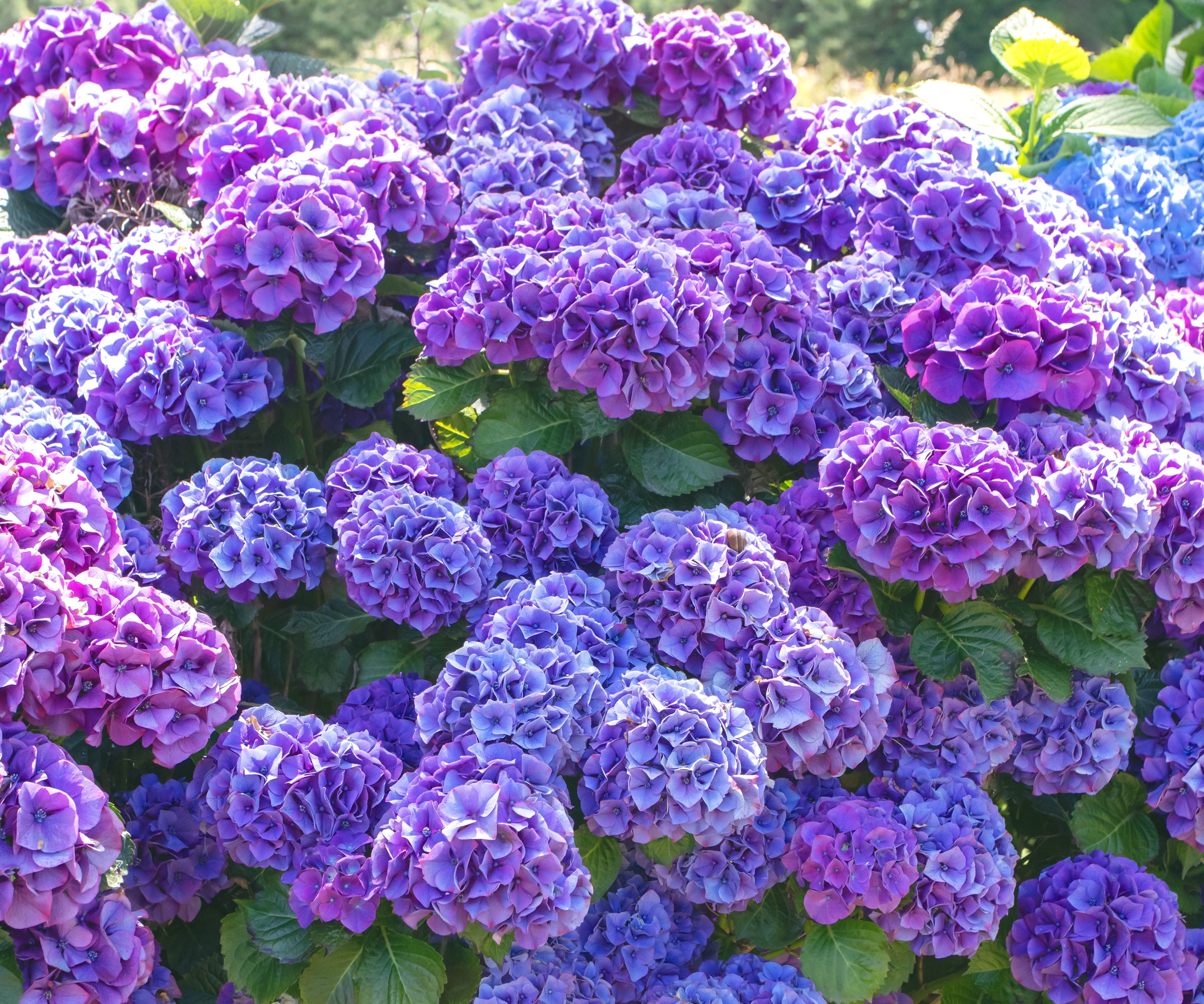 bigleaf hydrangea with purple blue flowers