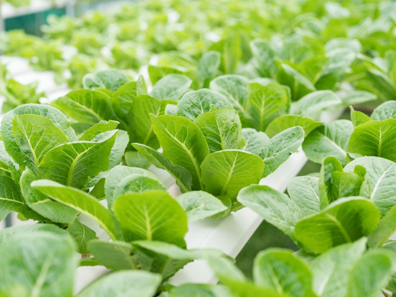 Vegetable Plants In An Indoor Hydroponic System