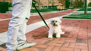 Easy ways to teach your dog new tricks — white dog on lead sitting