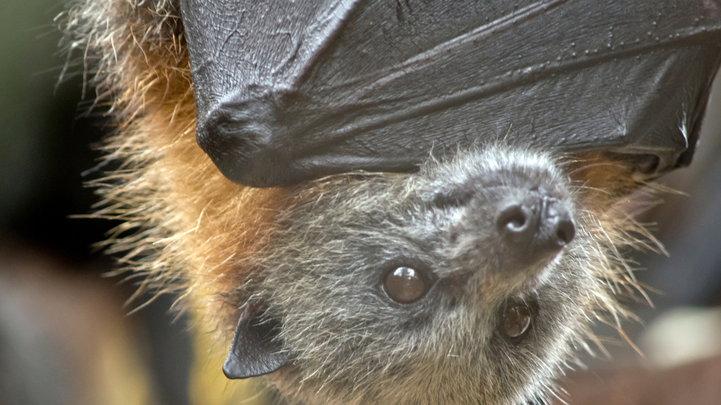 A close-up image of the face of a bat with their wings folded under their face