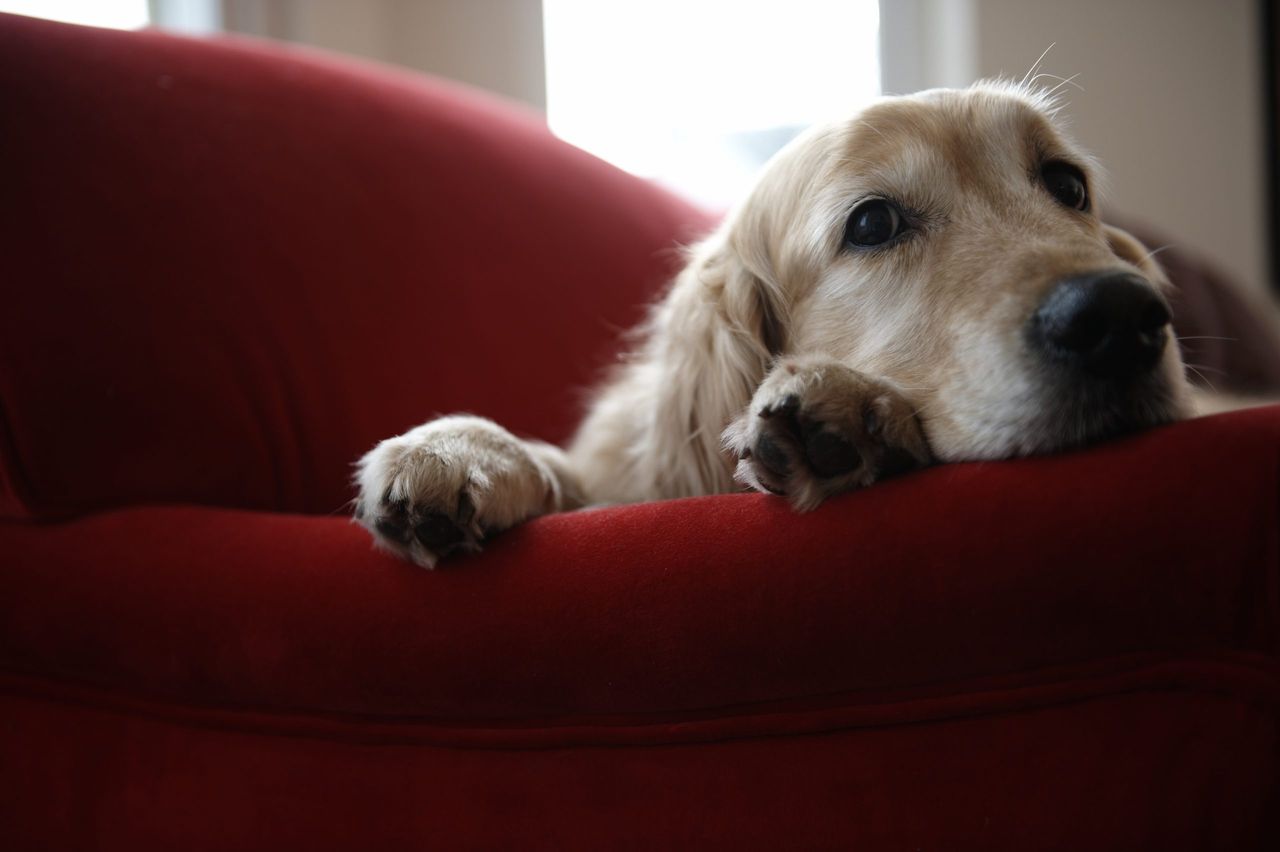 SAD, golden retriever