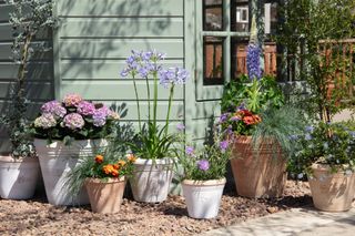Potted plants in front of a green wooden slatted shed on gravel