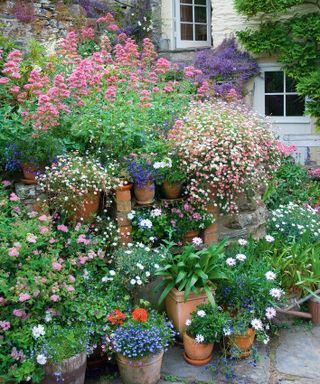 tiered container plant display in a courtyard garden