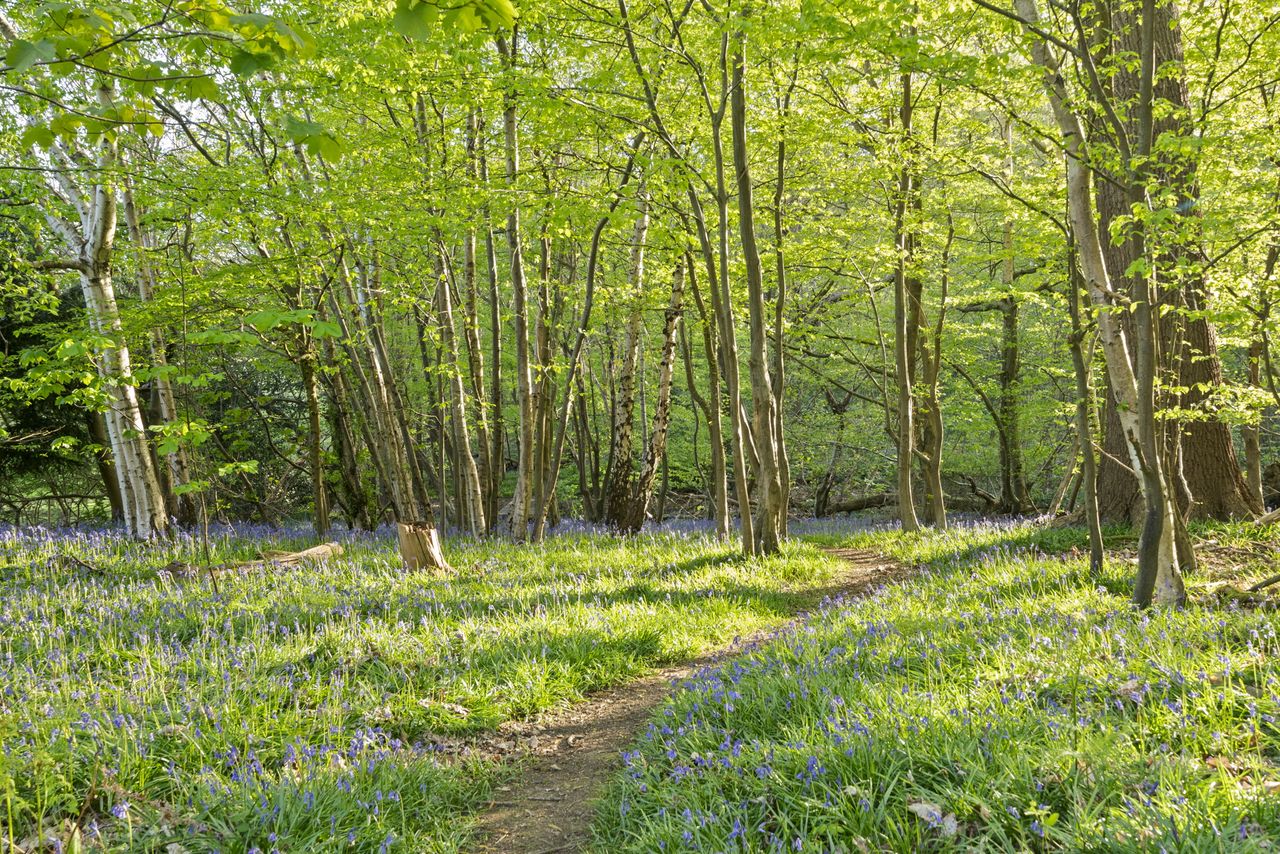 Images of North Lodge, Kent