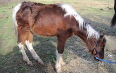 Foal-Shinfield.jpg