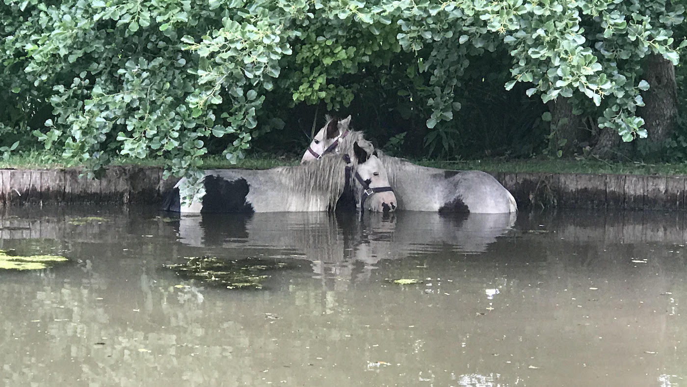 RSPCA-1.jpg