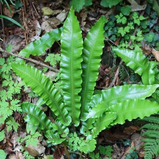 Harts tongue fern close up on forest floor