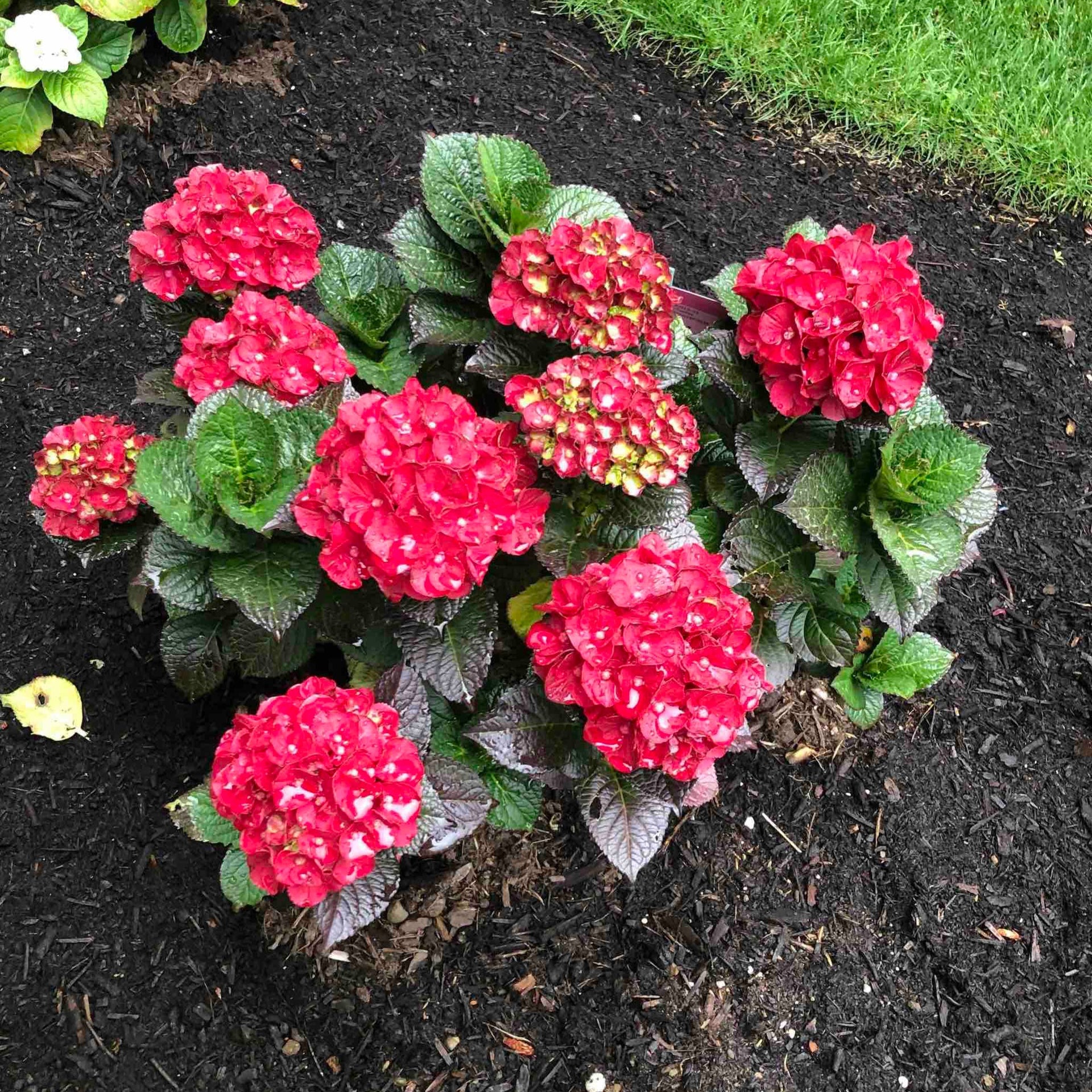 Cherry-Go-Round® Hydrangea - 2 Gallon