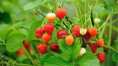 Why give strawberry plants wool