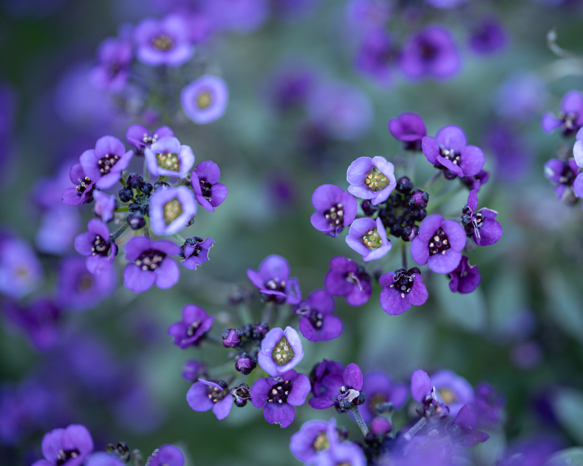 Close up of purple sweet alyssum 'Royal Carpet' flowers blooming in garden with soft natural background