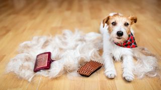 Dog lying down next to a pile of shedded fur and two brushes