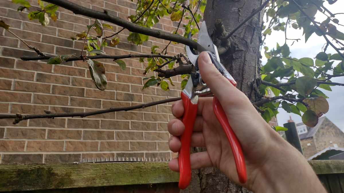 How to choose pruning shears | The Felco 8 bypass pruner, cutting a slender tree branch.