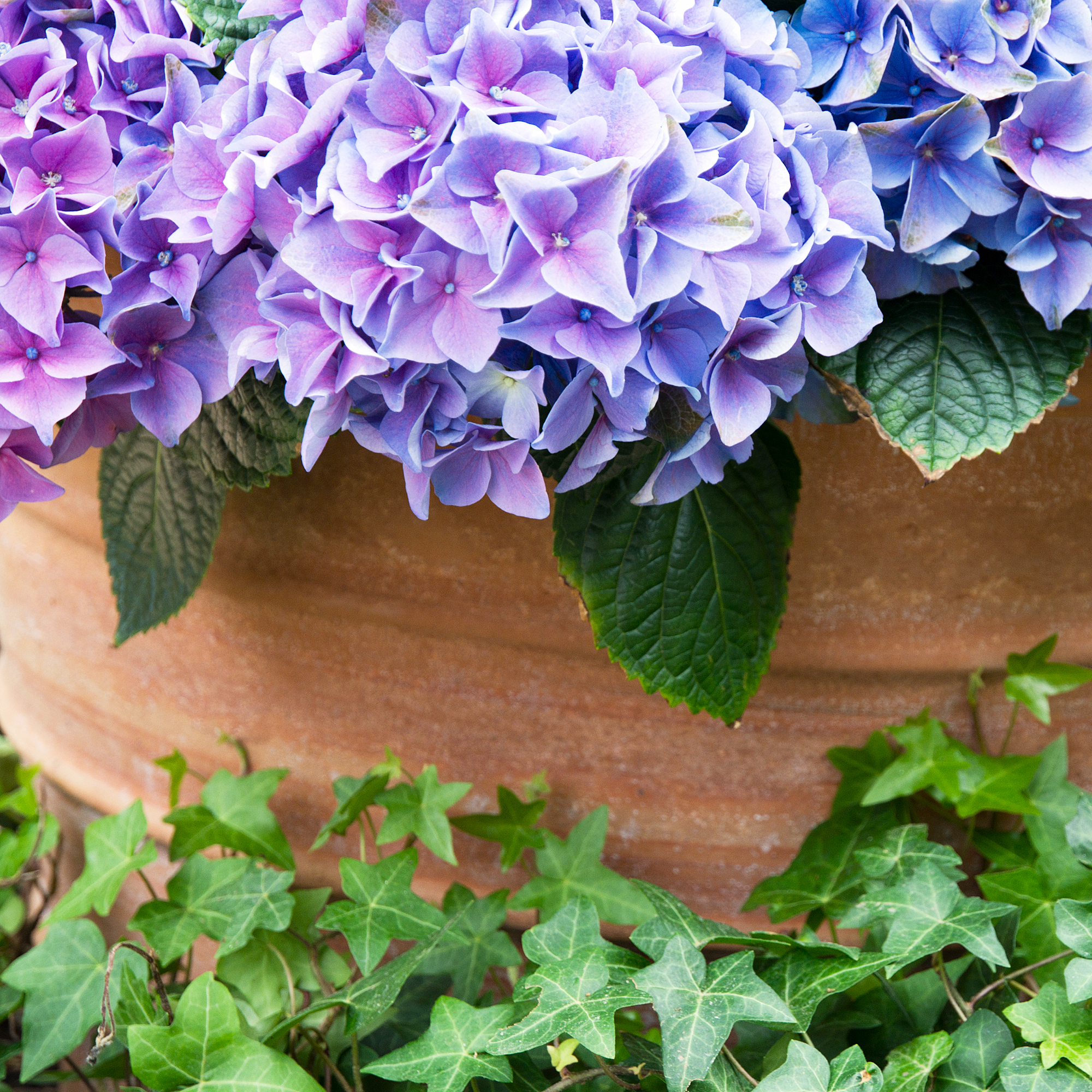 Purple hortensia flower and green leaves against terracotta pot.