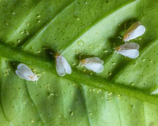 greenhouse whitefly (Trialeurodes vaporariorum), group laying eggs on a lemon leaf, view from above