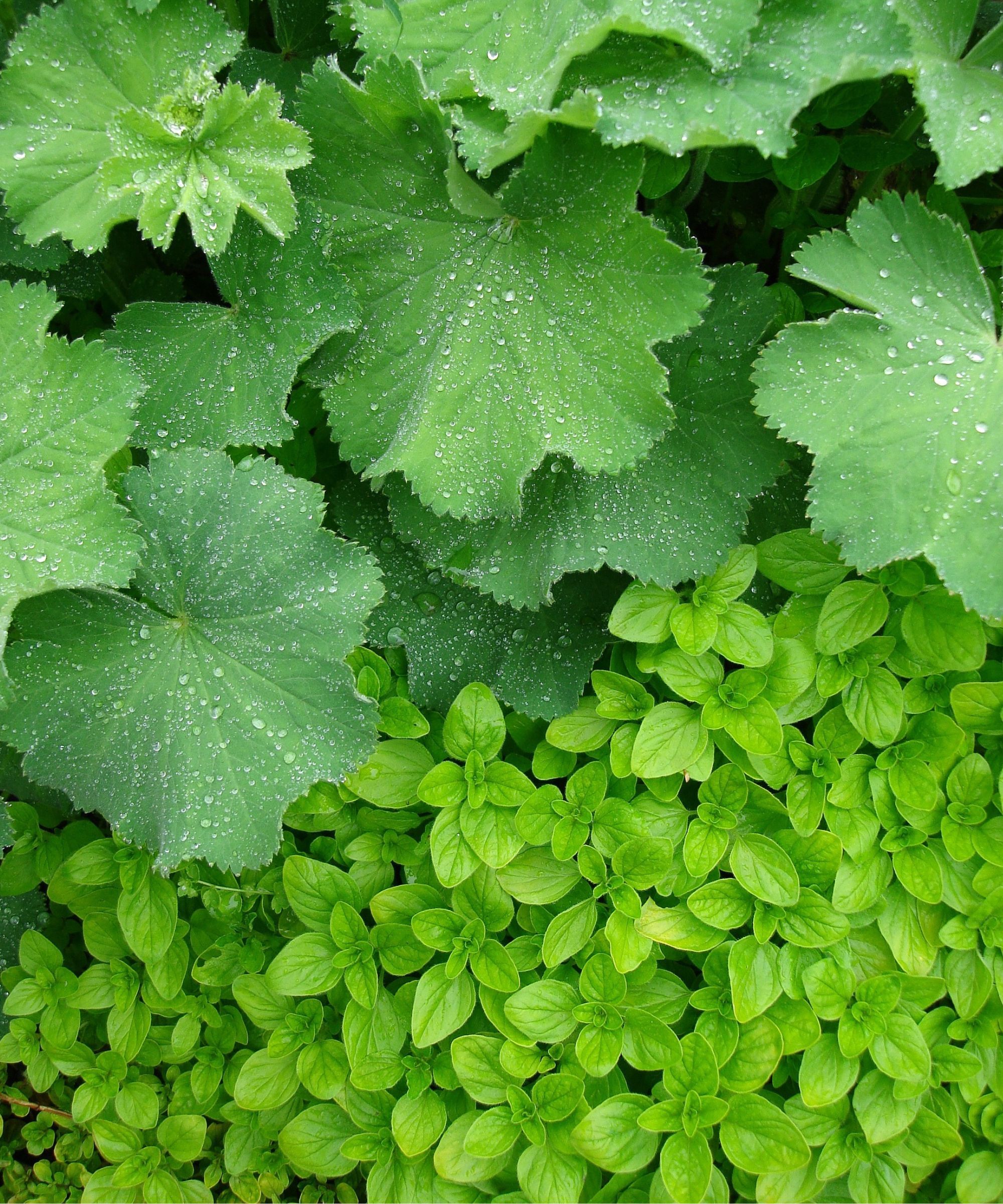 Marjoram and Alchameila