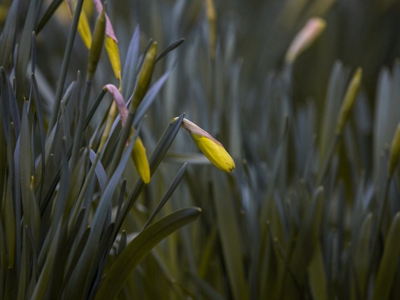 Closed Daffodil Buds