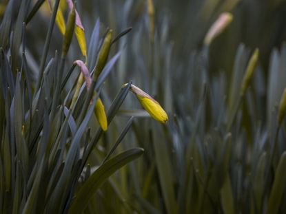 Closed Daffodil Buds