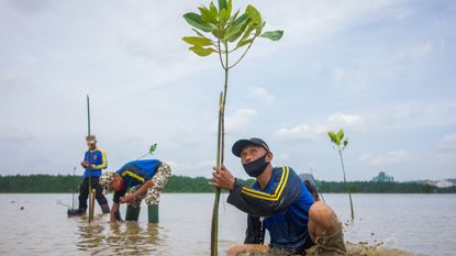 A man plants a mangrove in shallow water while two men plant one behind him