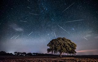 Composite image of perseid meteor shower over a field with a solitary holm oak