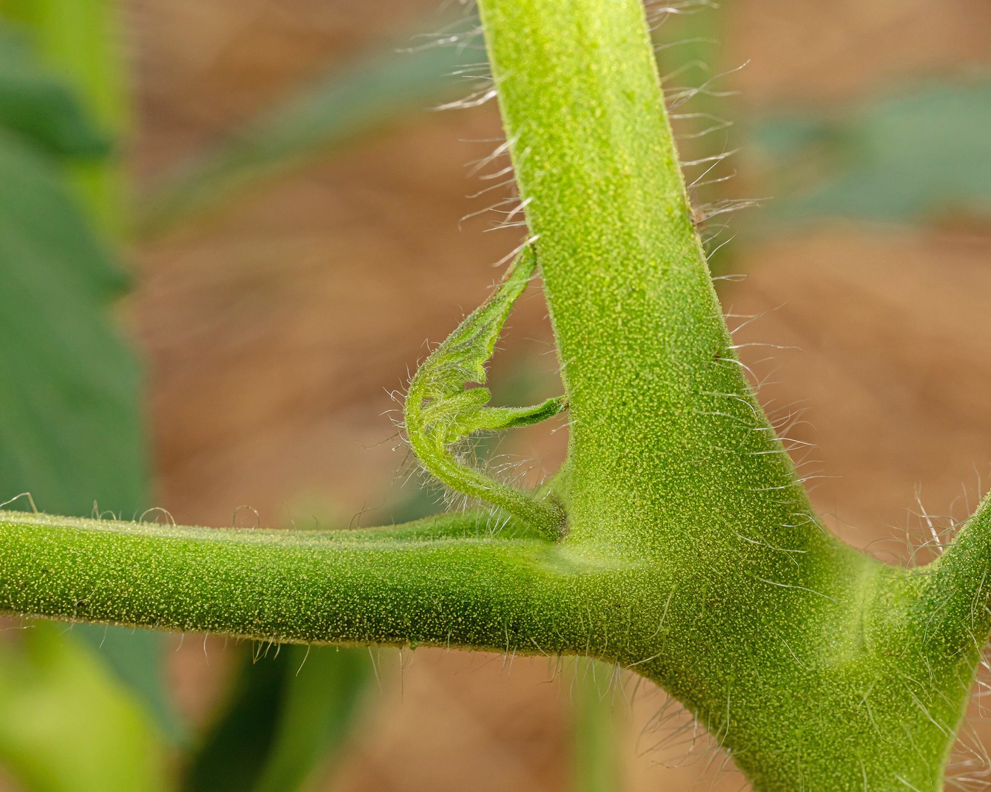 New tomato sucker emerges from plant