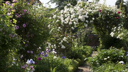 rose garden with pergola
