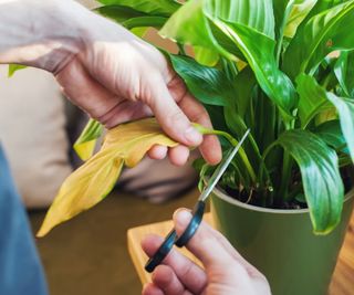 Pruning yellowing houseplant