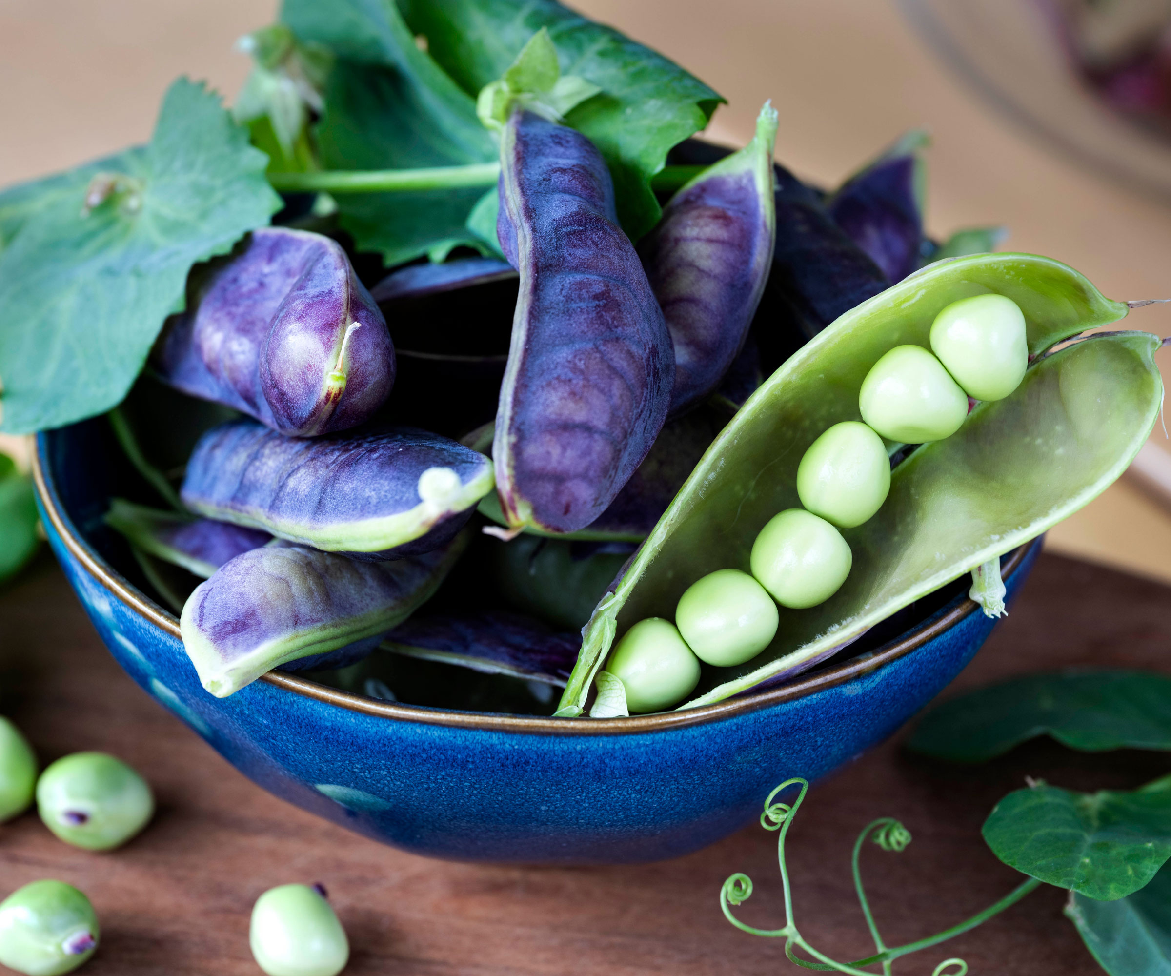 heirloom purple podded peas in purple shells in blue bowl on table