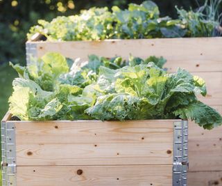 Lettuce growing in wooden raised garden beds