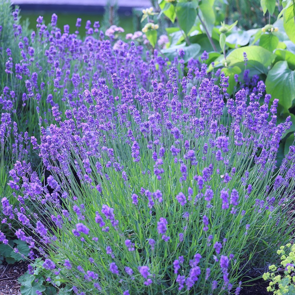 Lavandula Angustifolia 'munstead'
