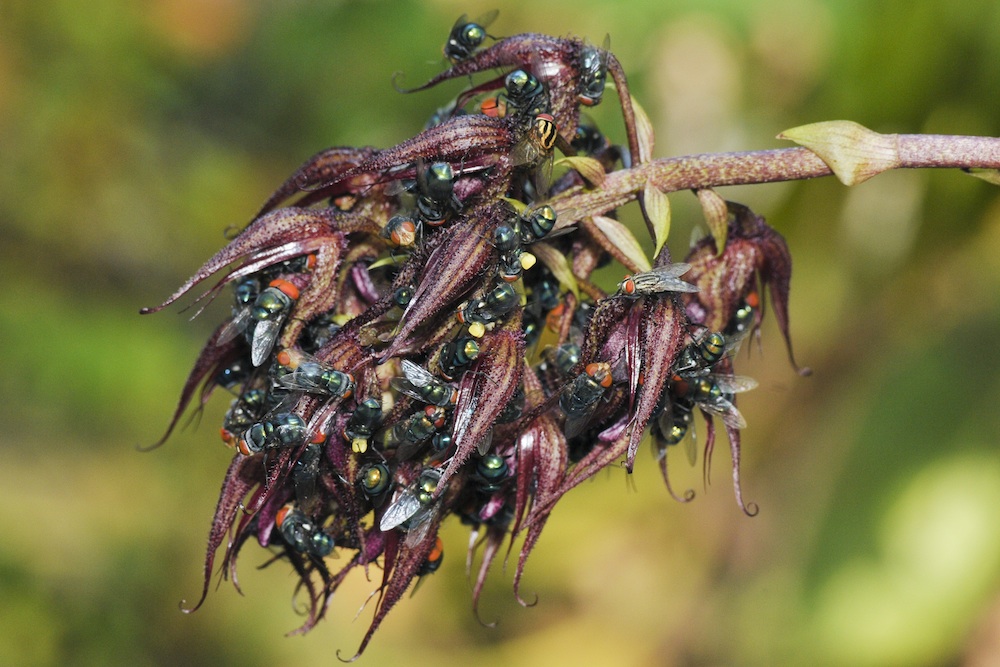 Blowflies around an orchid