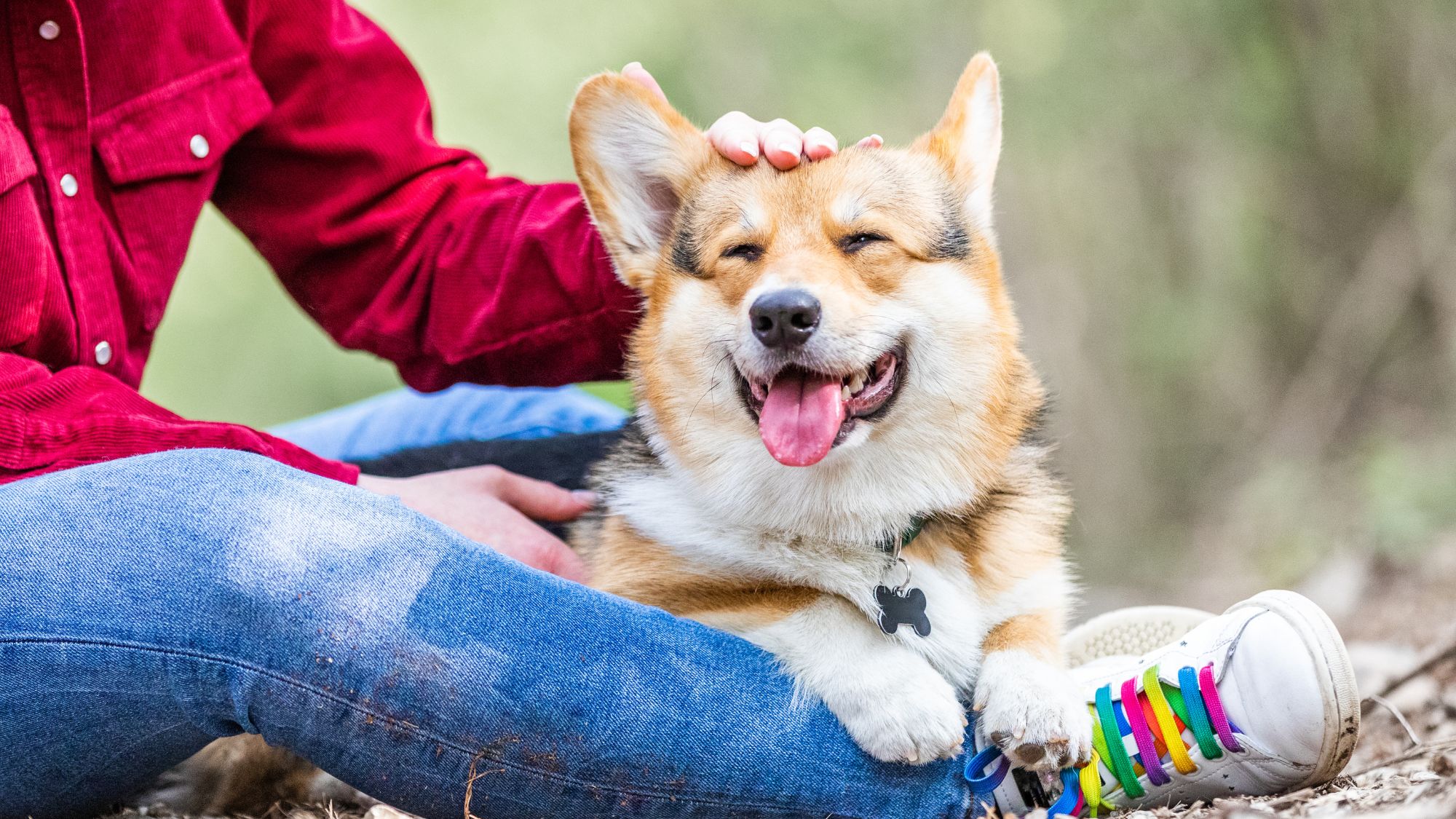 woman stroking a corgi