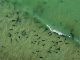 Leopard sharks swimming off the coast of California.