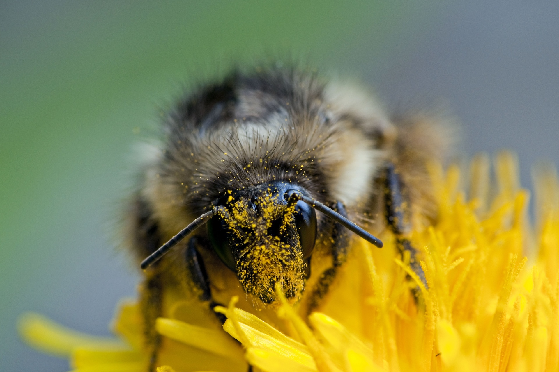 a bumblebee sits on a flower with its face covered in pollen