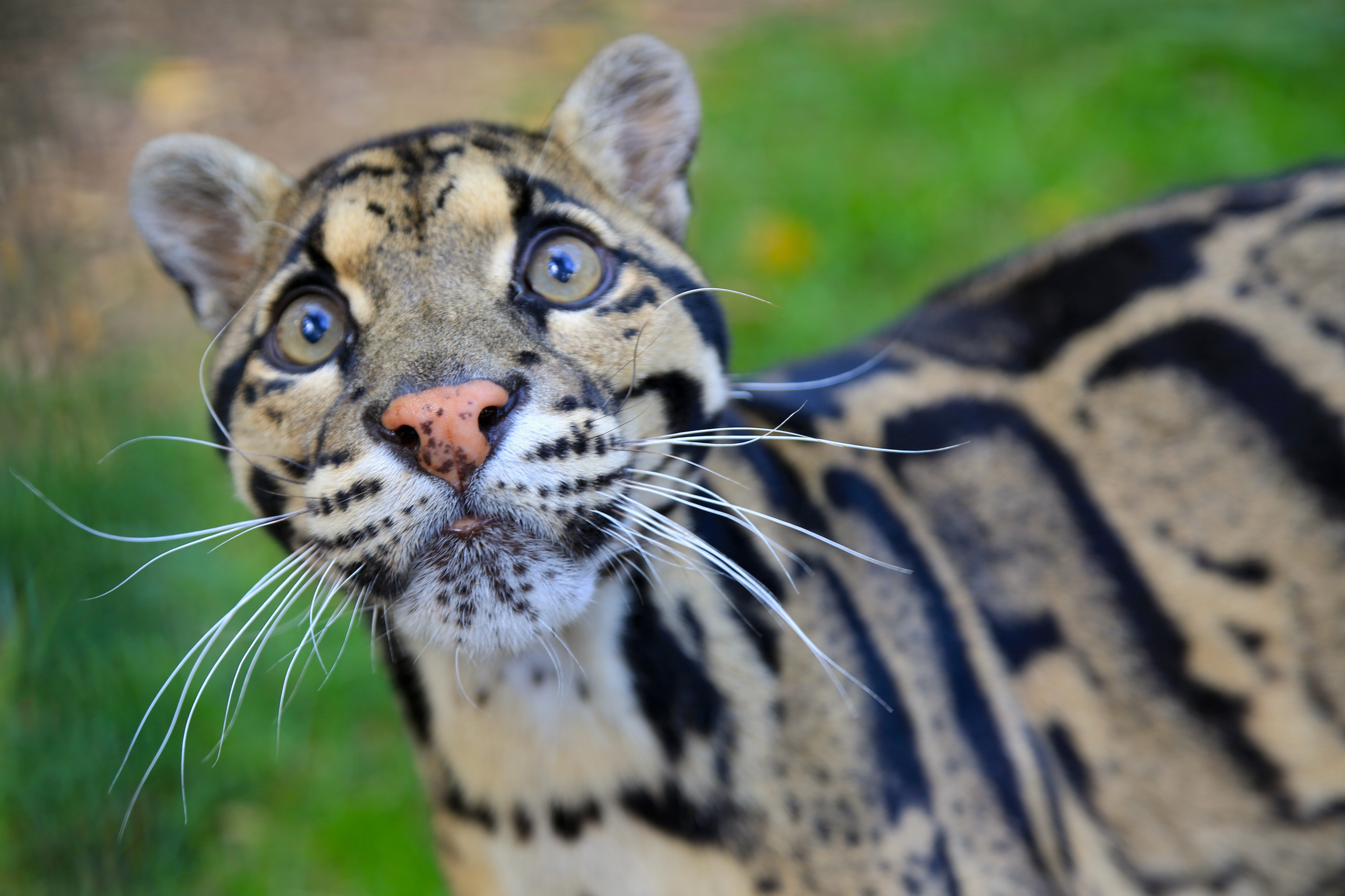 A leopard.