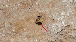 A solitary bee excavating a burrow on the section wall of the trench in Shanidar Cave, as photographed Sept. 4, 2022.