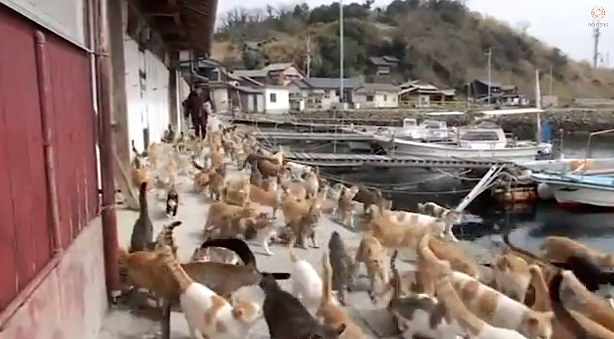 Aoshima, also known as 'Cat Island' has a cat population that is a sixfold  increase over the human inhabitants. : r/interestingasfuck
