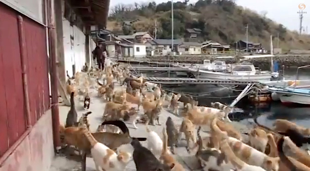 A Visit to Aoshima, a Japanese 'Cat Island' - The Atlantic