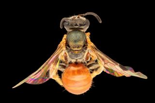 This is another, more uncommon, species of pollinating bee (homalictus tatei)