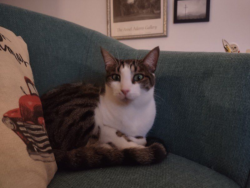 Motorola One 5G Ace camera sample