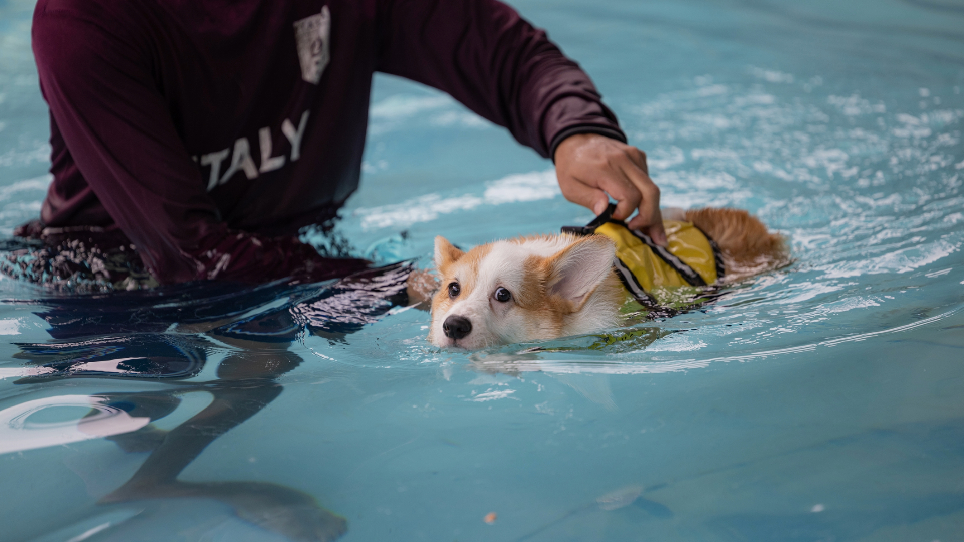 Welsh corgi swimming in the swimming pool