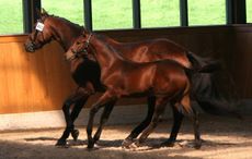 loading-foal.jpg
