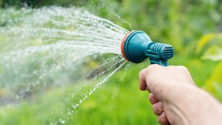 A lawn being watered with a hose