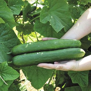 Sweet Success cucumbers